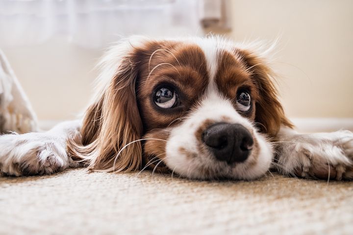 Everything You Need To Know About.... DOG ANXIETY: Part One ExecuPets Blog